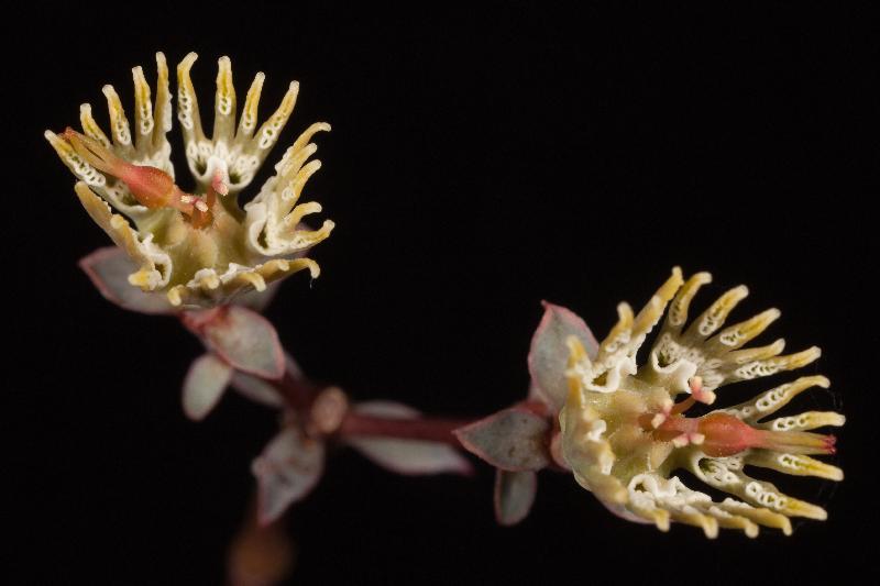 Euphorbia_globosa.jpg